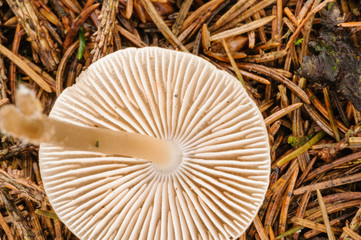 Gills on the underside of a mushroom toadstool
