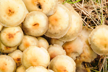 Spotted toughshank (collybia maculata) mushroom, an inedible and bitter mushroom, but rarely...