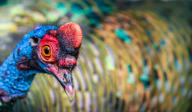Ocellated Turkey
