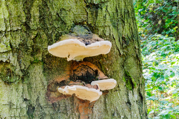 Razorstrop fungus (piptoporus betulinus) growing on the trunk of a tree