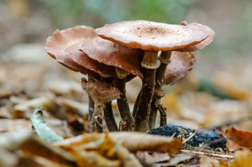 Honey fungus (armillaria mellea), although edible, there are reports of allergic reactions.