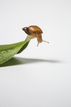 Snail