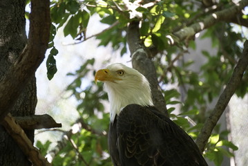 Eagle