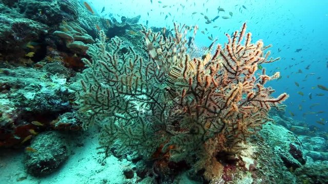 Lionfish camouflaged against piece of coral, Pulau Weh, Indonesia