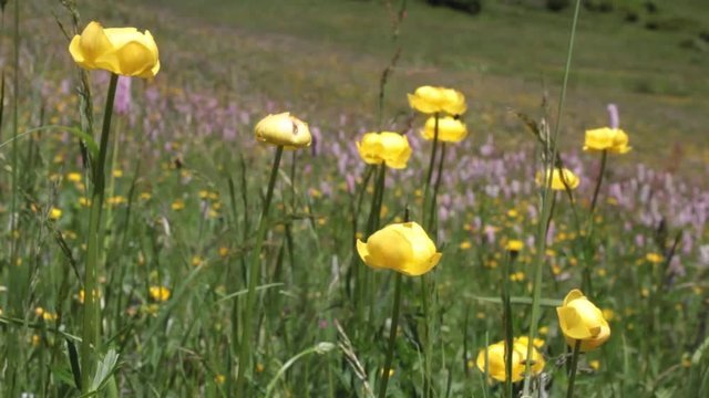 Fiori nei prati delle Alpi Piemontesi
