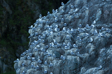 Bogoslova Island, Kittiwake bird cliff colony, Russia