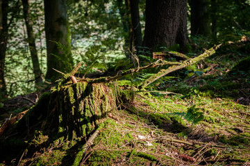 In The Woods 021