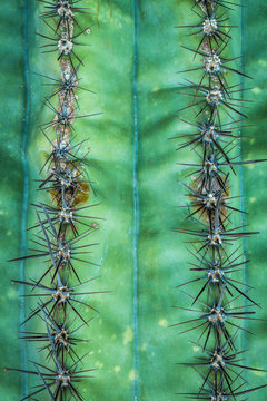cactus thorns