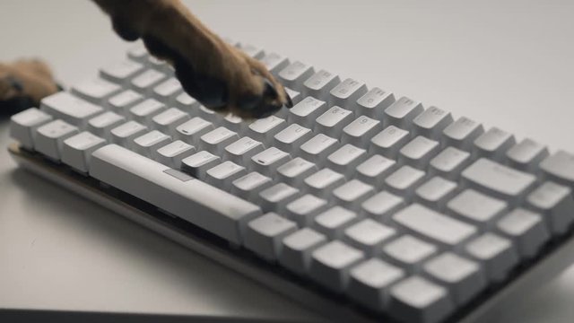 Dog typing on a computer keyboard. No animal was harm during the filming, the dog quite enjoyed it to be honest.