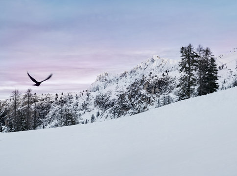 Bird flying in a mountainous landscape covered with snow with pink sky