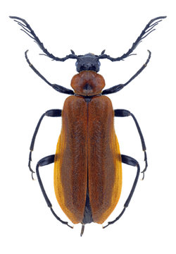 Beetle Schizotus pectinicornis on a white background