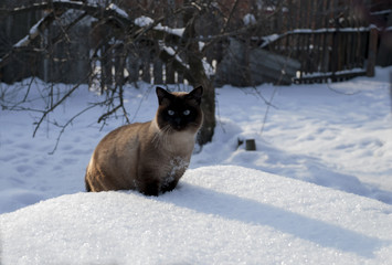 Siamese cat walks in the snow