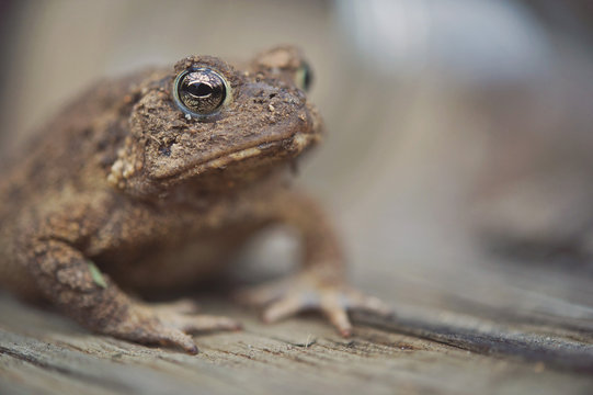 toad