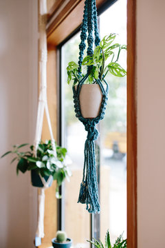 Hanging Plants