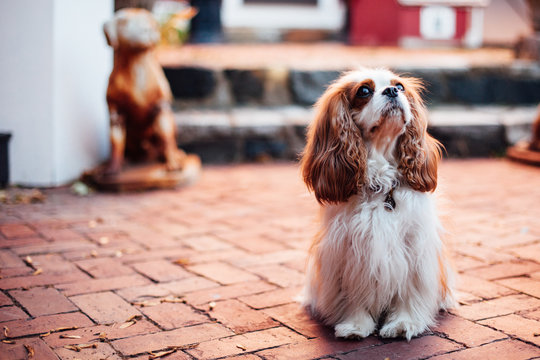 A cavalier king charles spaniel outside in the sunshine.