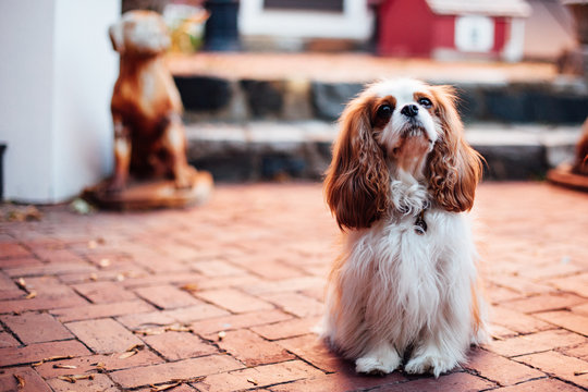 A cavalier king charles spaniel outside in the sunshine.