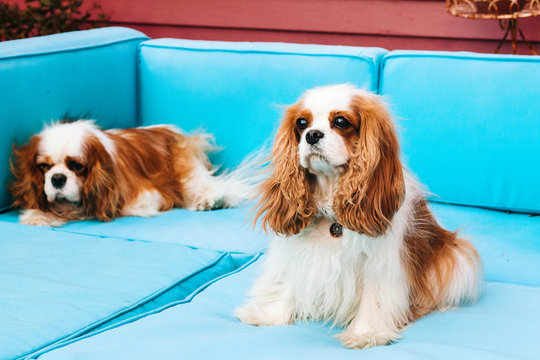Two Cavalier King Charles Spaniels sitting on sofa.