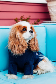A Cavalier King Charles Spaniel sitting on sofa outside.