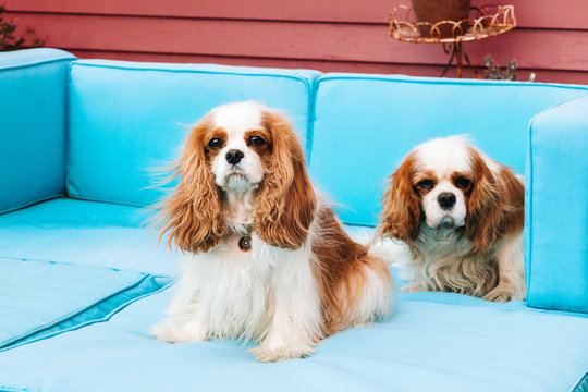 Two Cavalier King Charles Spaniels sitting on sofa.
