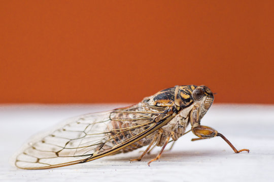 Buzzer bug