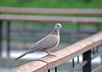 Spotted Dove