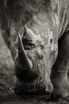White rhino