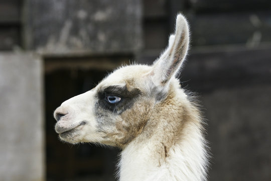 Young llama portrait