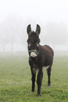 donkey in a foggy field