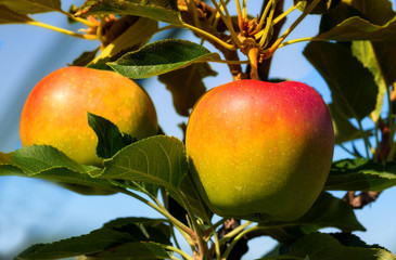 Knackig rot-gelbe Äpfel am Baum