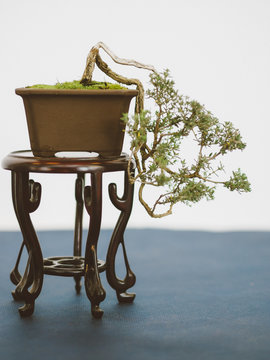 Japanese bonsai plant