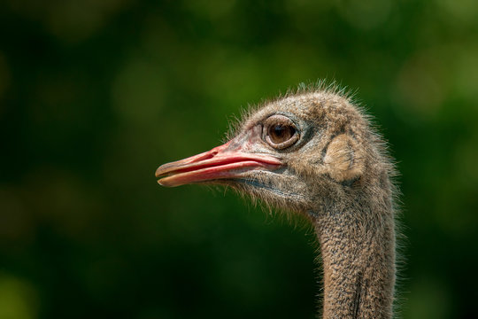 close up of ostrich head against green blur background