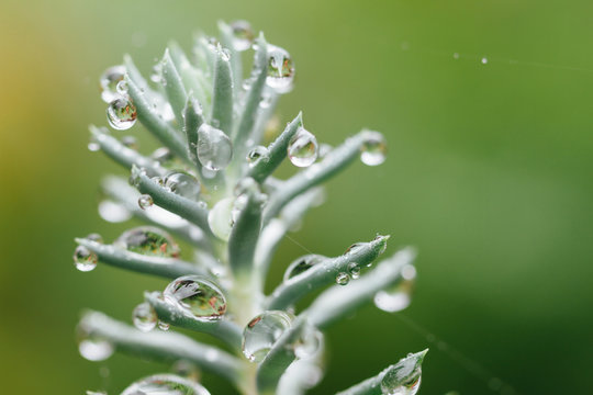 Macro of rain drops on sedum plant