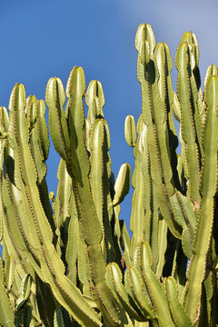 Cactus on the island, Ibiza