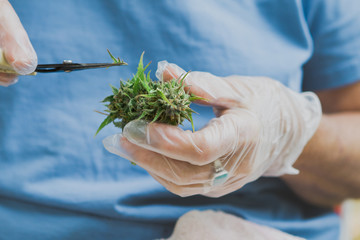 View of hands trimming a pot bud with scissors