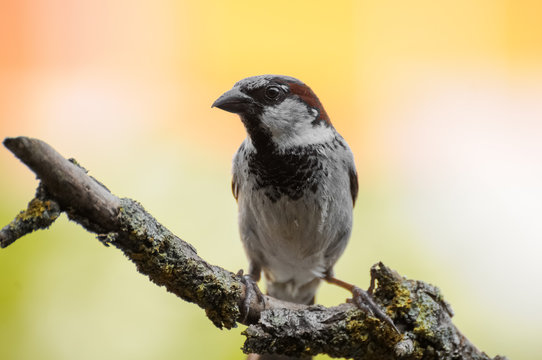 Sparrow