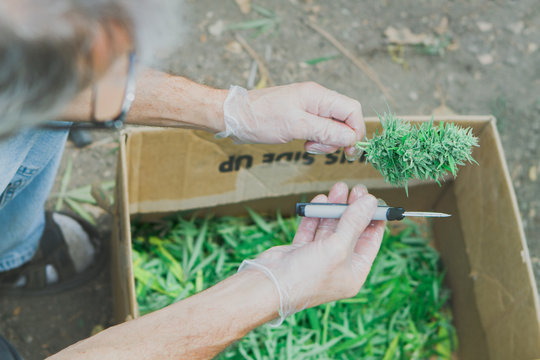 Above view of a man trimming pot plant buds