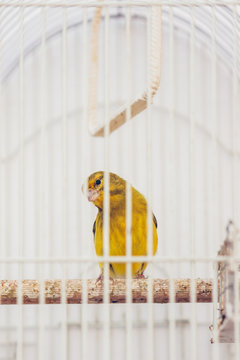 Little yellow bird in a cage