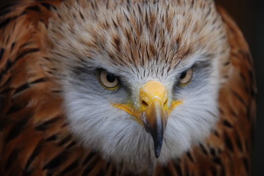Red kite (Milvus milvus)