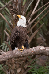 Eagle 4