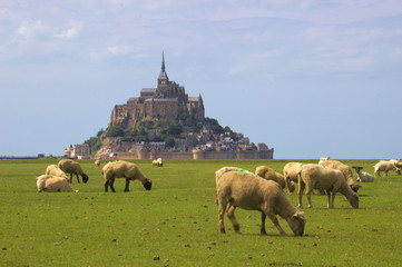Mont-Saint-Michel et moutons prés-salés