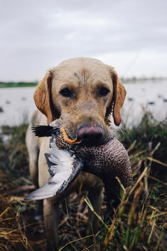 Portrait of a duck dog