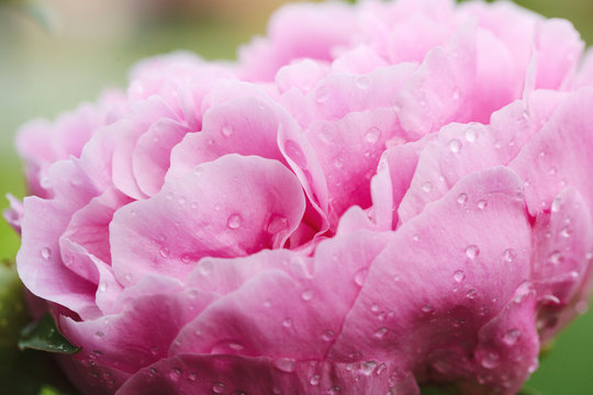 close up image of a peony with raindrops