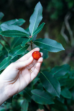 Woman holds in hands ripe berries arbutus