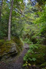 Fototapeta na wymiar Wilderness Trail