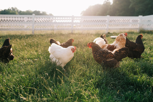 Chickens