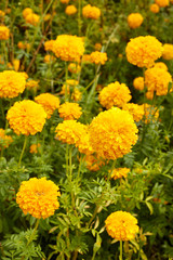 Marigold (Tagetes) flowers in garden