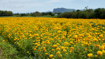 Marigold (Tagetes) flowers in garden