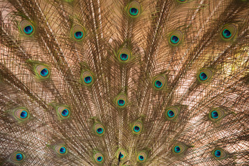 Obraz premium Peacock. Close up of peacock showing its beautiful feathers