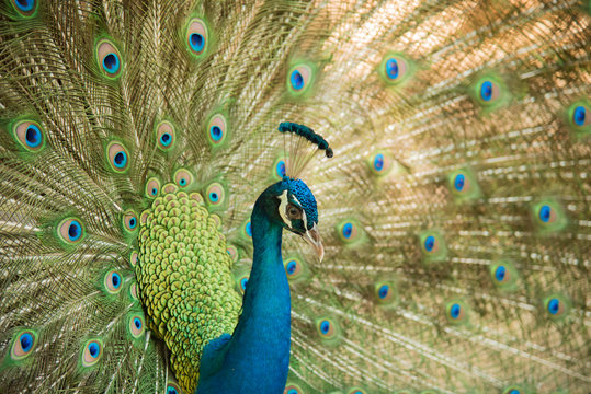 Peacock. Close up of peacock showing its beautiful feathers
