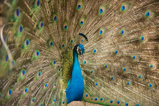 Photos of peacocks showing beautiful feathers.